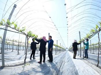 海安高新区社区教育中心：科技助农 葡香满园